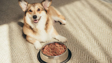 Blue Buffalo dog food is under fire for claims of false advertising.