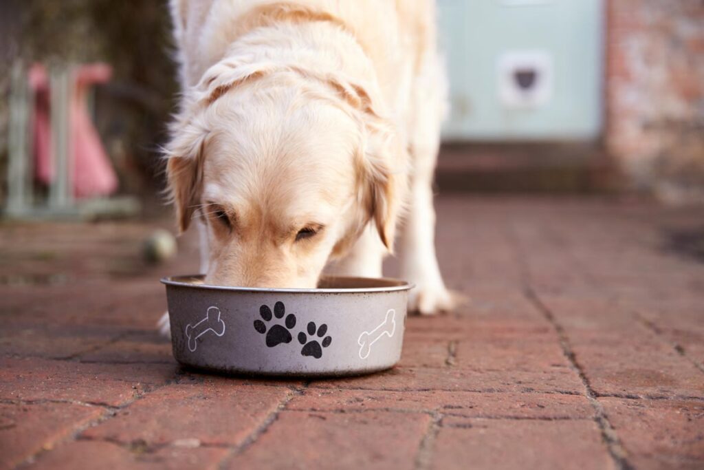 Close up of a yellow labrador eating from a dog bowl, representing the Nestle Purina Pro Plan Veterinary Diets EL Elemental dog food recall.