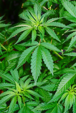 marijuana class action lawsuit