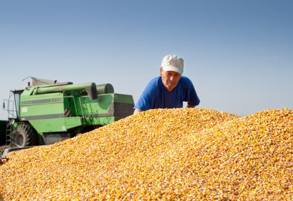 GMO corn seed