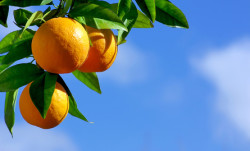 citrus tree class action lawsuit