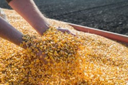 corn-seed-syngenta
