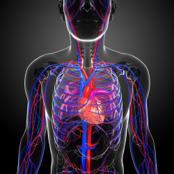 Illustration of Male heart circulatory system