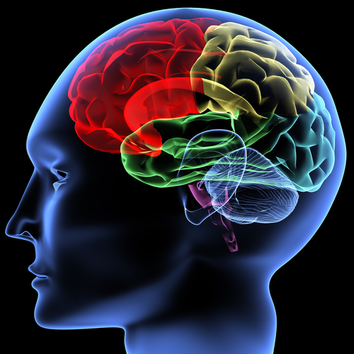 cerebellar-atrophy-brain