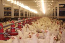 Chicken Antitrust Lawsuit