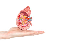inside of human kidney