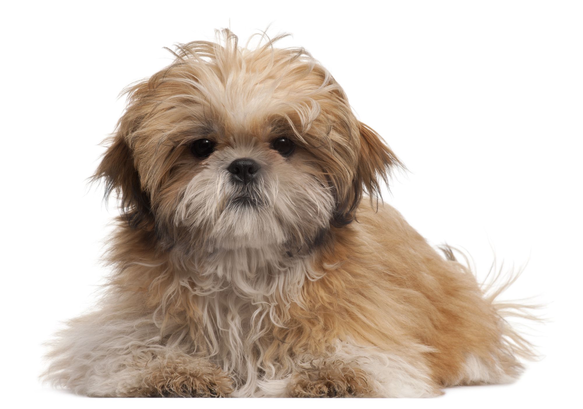 Shih-tzu puppy, 6 months old, lying in front of white background