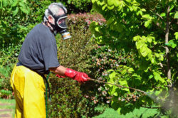 Monsanto Roundup cancer weed killer lymphoma spray tree