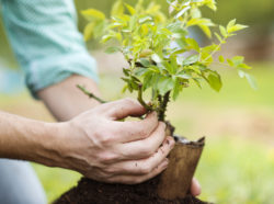 Monsanto Roundup cancer lymphoma hands planting