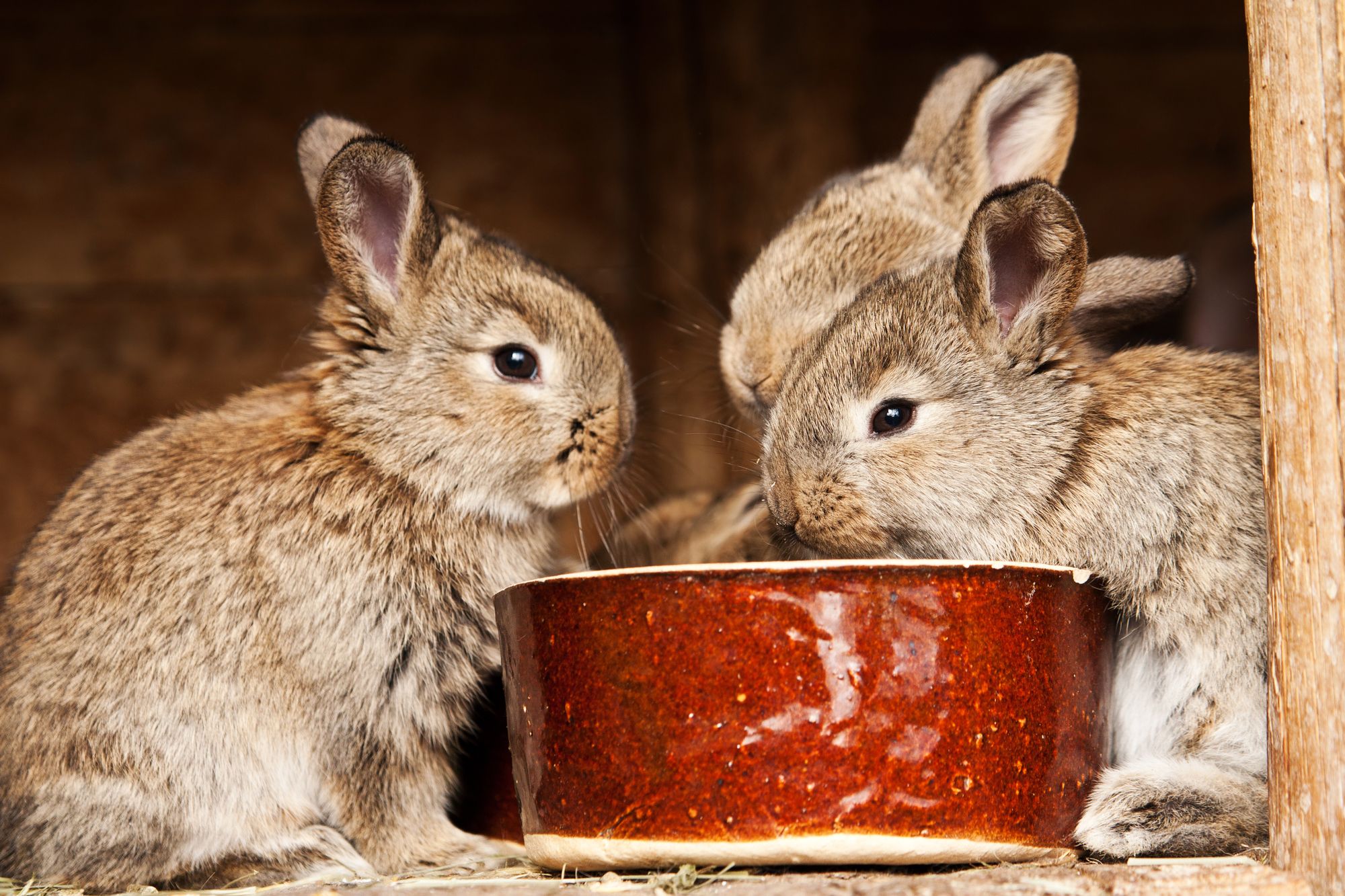 Three rabbits eat from a red bowl - Manna pro