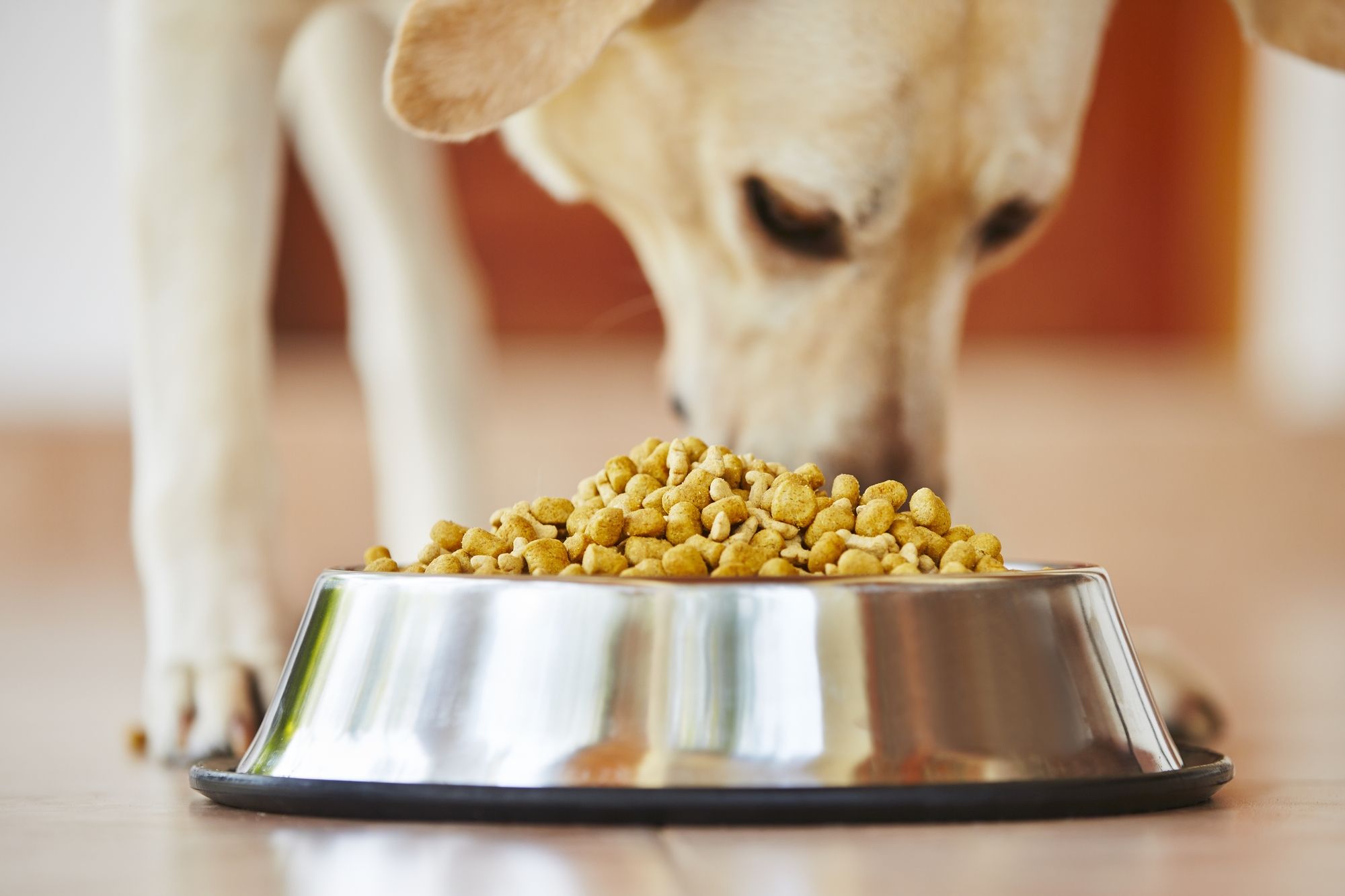 Contaminated dog food clearance 2018