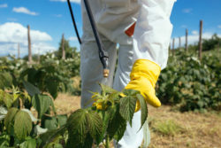 Numerous Cases Allege Roundup Causes Cancer