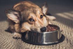 corgi dog resting head in his dog food bowl