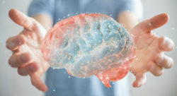 A digital rendering of the brain held in hands.
