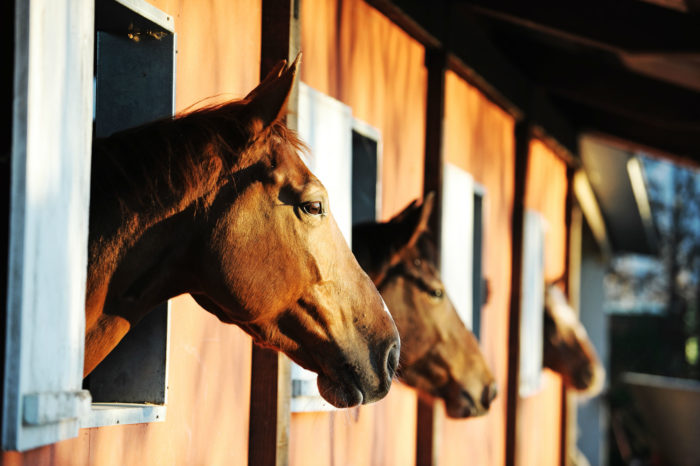 horses in stable waiting for their Archer Daniels horse feed