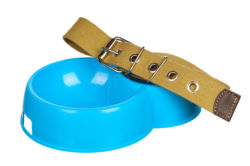 A blue dog food bowl and collar