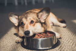 A dog rests her head on her food bowl.