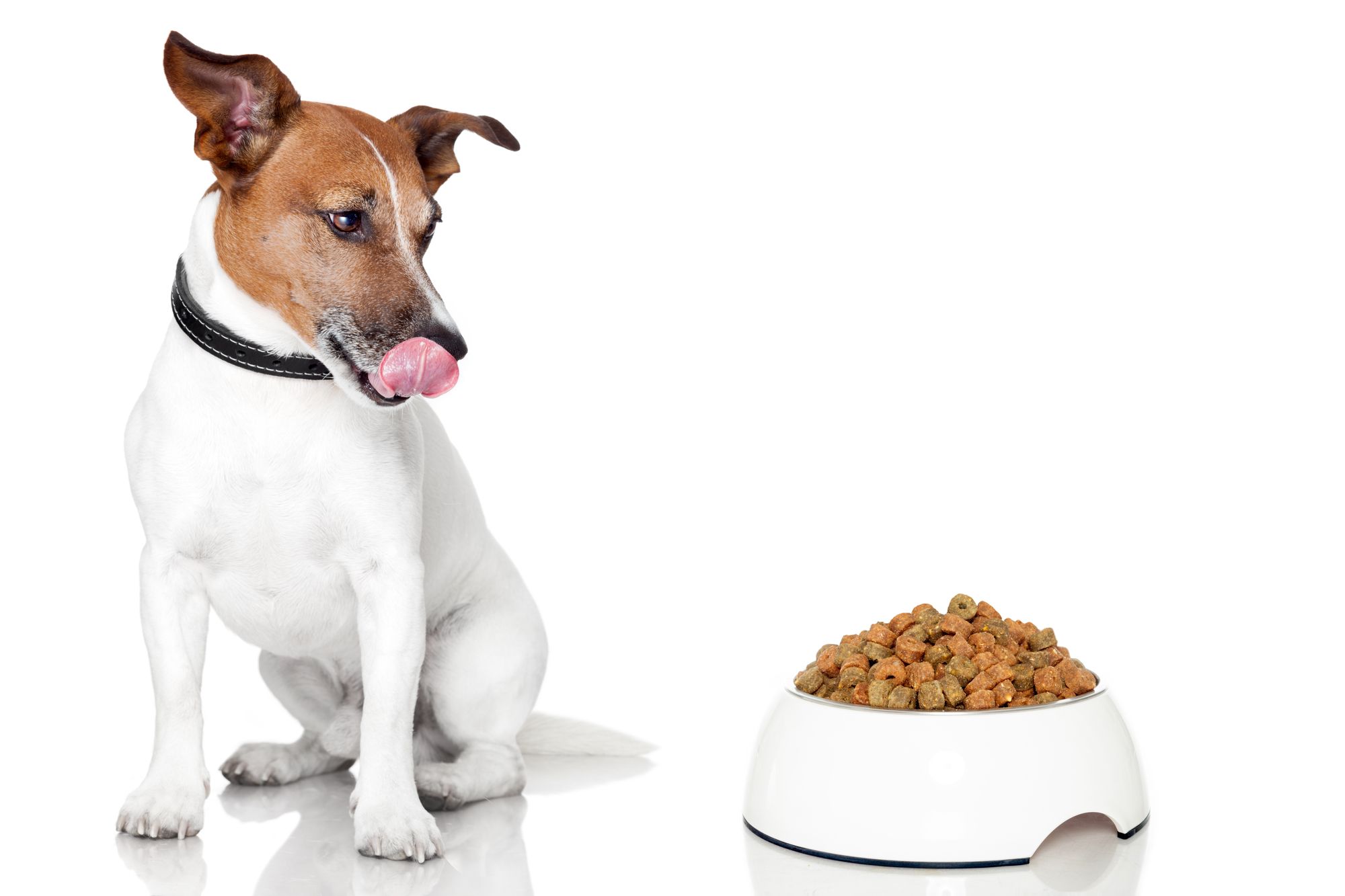 traagheid onstabiel Belastingen Champion Petfoods Can't Escape Toxic Dog Food Class Action - Top Class  Actions