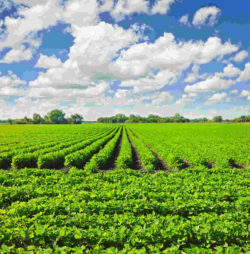 Green field of soybeans against blue sky