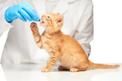 Cat taking pill from vet's hand