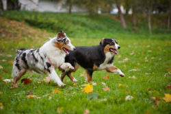 Two dogs run in a field.