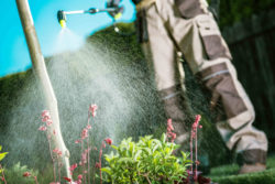 A gardener spraying herbacide