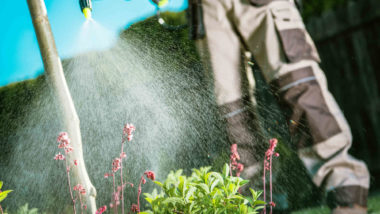 A gardener spraying herbacide