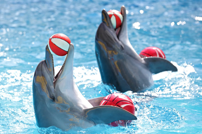 seaworld dolphins playing in the water with balls