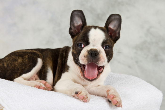 boston terrier puppy for sale by National Puppy