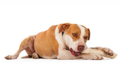 A dog chews a rawhide bone.