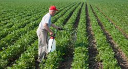 consumers run risk of Roundup cancer