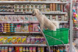 can pet store assistant managers get overtime
