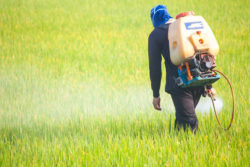 A man sprays crops in a field.