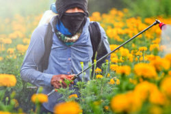 Roundup weed killer has been the subject of numerous lawsuits