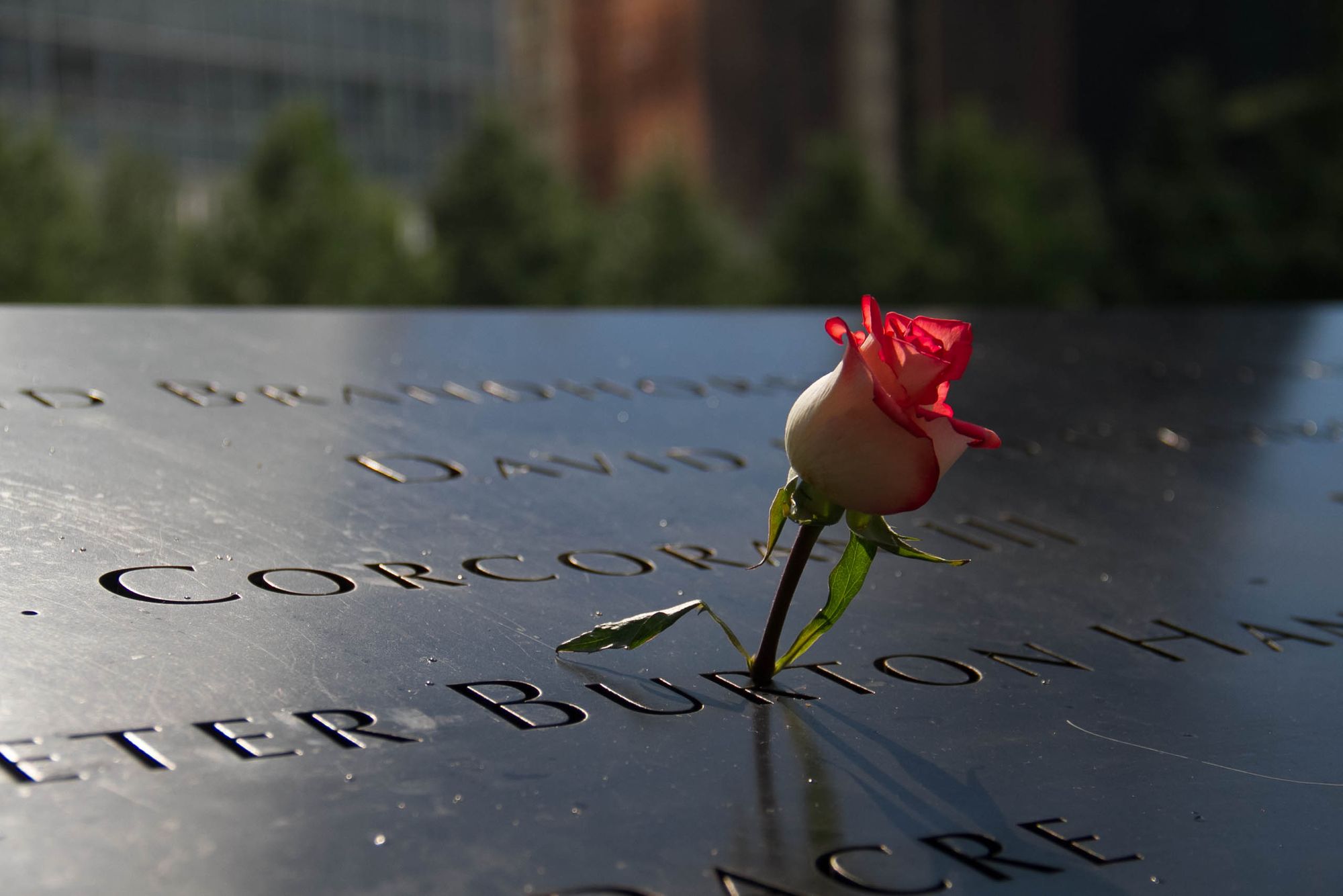 A rose is placed at the 9/11 memorial in New York.