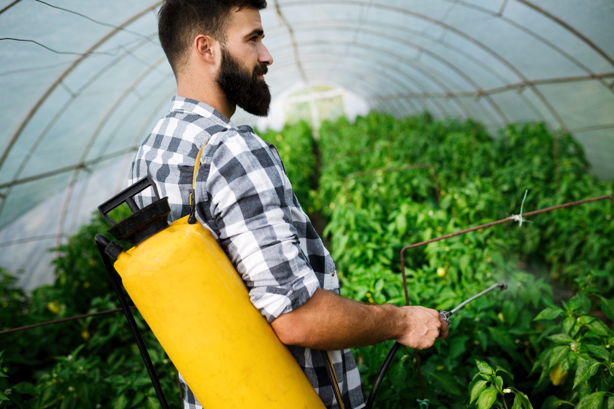 Male farmer sprays crops