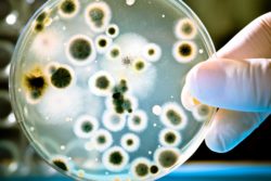 flesh eating bacteria on petri dish