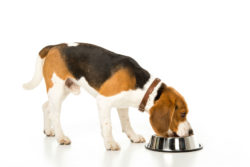 Beagle eating dinner, but not Hill prescription dog food.
