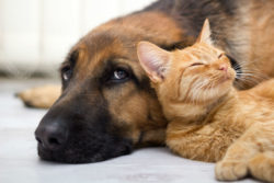 A tabby chills with a German shepherd.