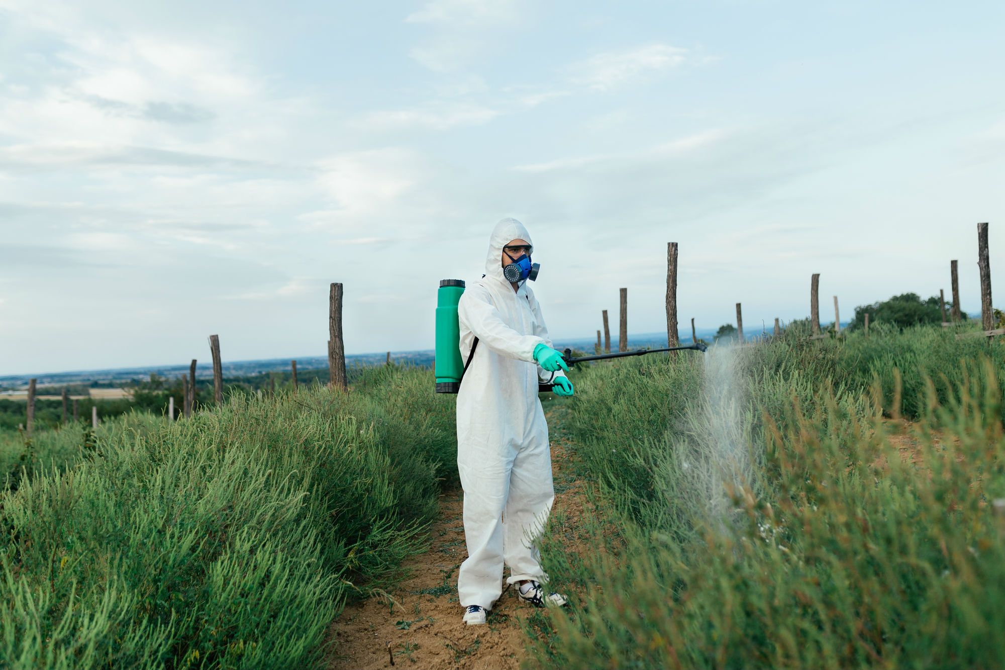 A man in a hazmat suit sprays plants with herbicide or pesticide - Roundup