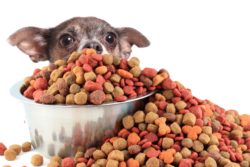 dog looking at bowl of Hill's Science Diet dog food
