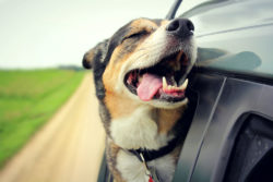 A dog sticks its head out of a car window.