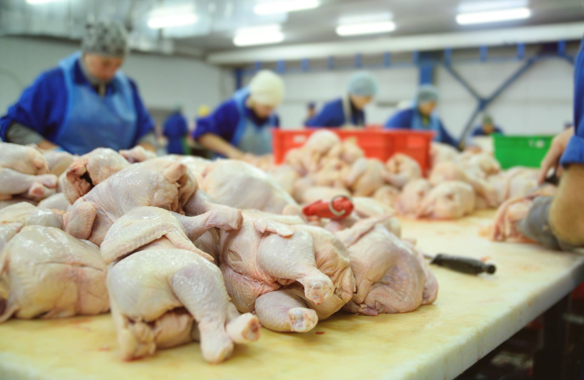 Poultry workers