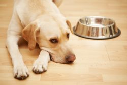 Sad dog with dog food bowl