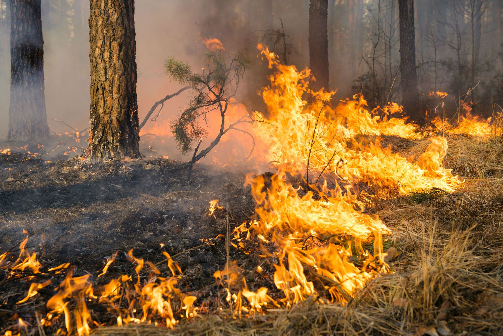 How Many Homes Were Destroyed in California Wildfires?