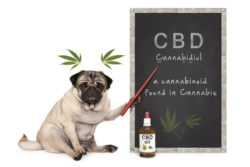 Not all CBD oil products contain CBD.