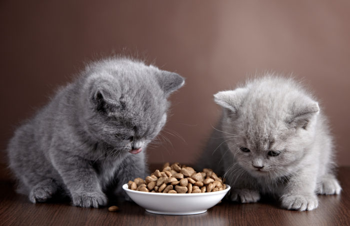 kittens eating prescription Hill's cat food