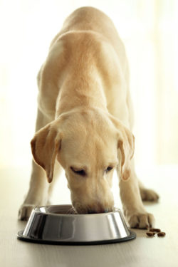 Dog eating IAMS Proactive Health Sensitive Skin & Stomach Grain Free Recipe