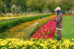 garden worker spraying flowers