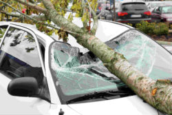 Car smashed by fallen tree